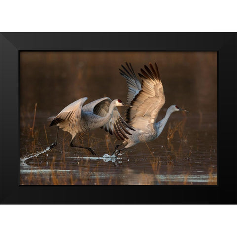 Taking Off At Sunrise Black Modern Wood Framed Art Print by Jiang, Mary