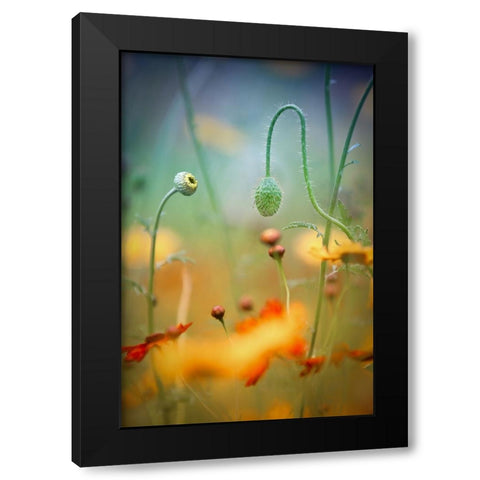Poppy Field Black Modern Wood Framed Art Print by Moore, Steve