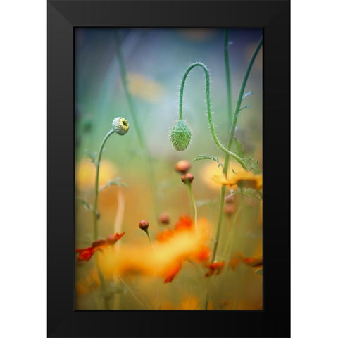Poppy Field Black Modern Wood Framed Art Print by Moore, Steve