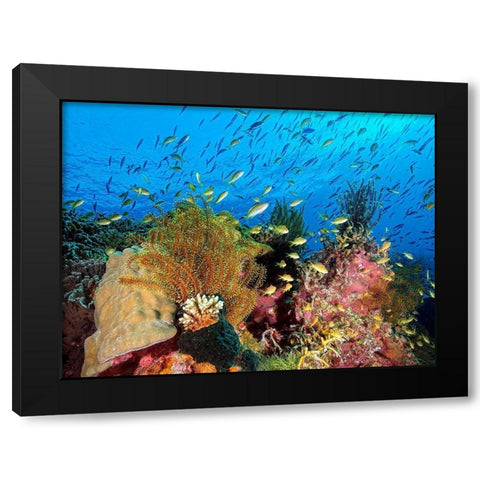 Reef At Cabilao Black Modern Wood Framed Art Print with Double Matting by Jager, Henry