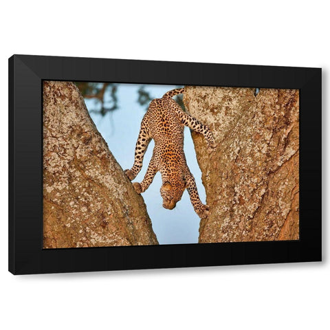 Upside Down Black Modern Wood Framed Art Print by Catta, Alessandro