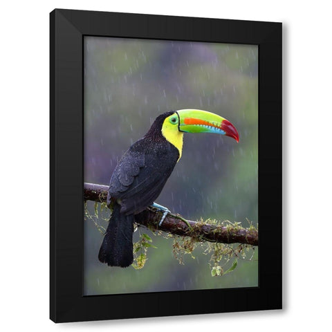 Keel-Billed Toucan - Costa Rica Black Modern Wood Framed Art Print with Double Matting by Cumming, Jim