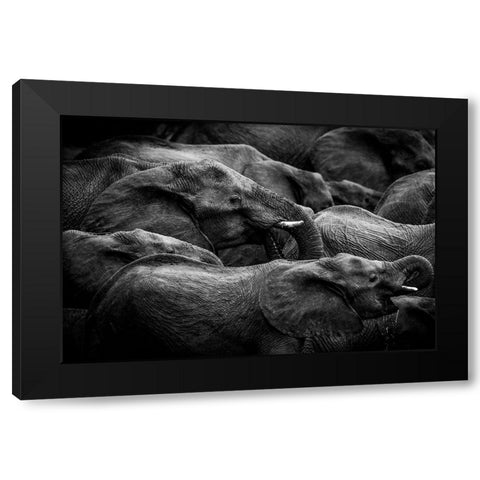 Elephant Herd Black Modern Wood Framed Art Print with Double Matting by Eriksson, Denise