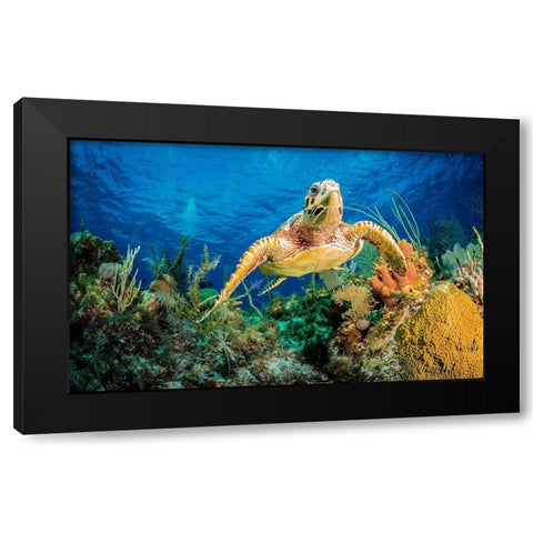 Hawksbill Turtle Swimming Through Caribbean Reef Black Modern Wood Framed Art Print with Double Matting by Abadschieff, Jan