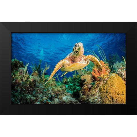 Hawksbill Turtle Swimming Through Caribbean Reef Black Modern Wood Framed Art Print by Abadschieff, Jan