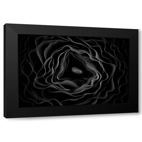 Persian Buttercup Black Modern Wood Framed Art Print by Mozqueda, Victor