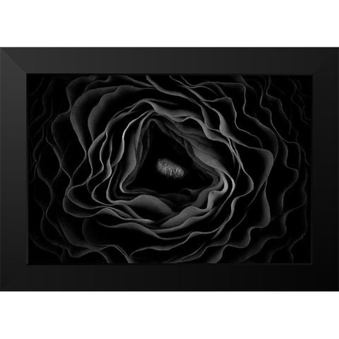 Persian Buttercup Black Modern Wood Framed Art Print by Mozqueda, Victor