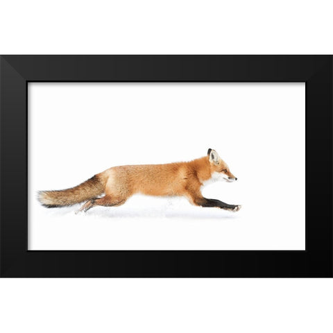 Red Fox On The Run - Algonquin Park Black Modern Wood Framed Art Print by Cumming, Jim
