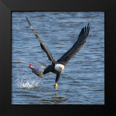 Lunch Over Mississippi Black Modern Wood Framed Art Print by Fan, John