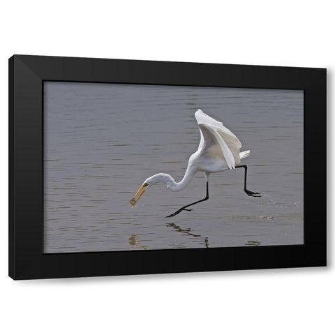 Great Egret Black Modern Wood Framed Art Print with Double Matting by Cooper, Ray