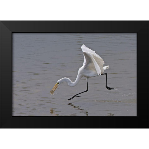 Great Egret Black Modern Wood Framed Art Print by Cooper, Ray