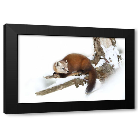 Pine Marten - Algonquin Park Black Modern Wood Framed Art Print by Cumming, Jim