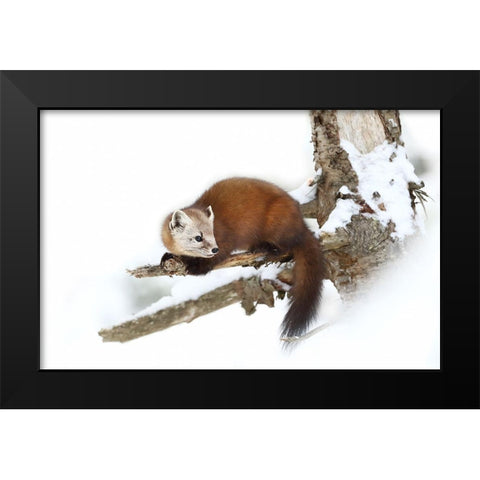 Pine Marten - Algonquin Park Black Modern Wood Framed Art Print by Cumming, Jim