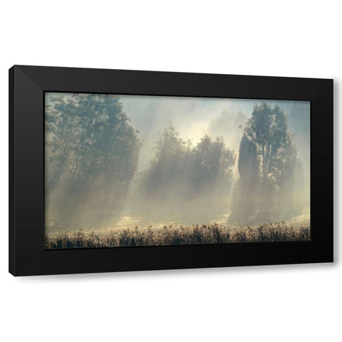 Misty Morning In The Forest. Black Modern Wood Framed Art Print by Wallberg, Allan