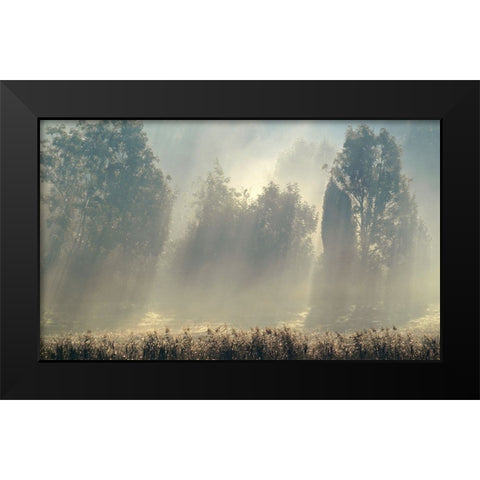 Misty Morning In The Forest. Black Modern Wood Framed Art Print by Wallberg, Allan
