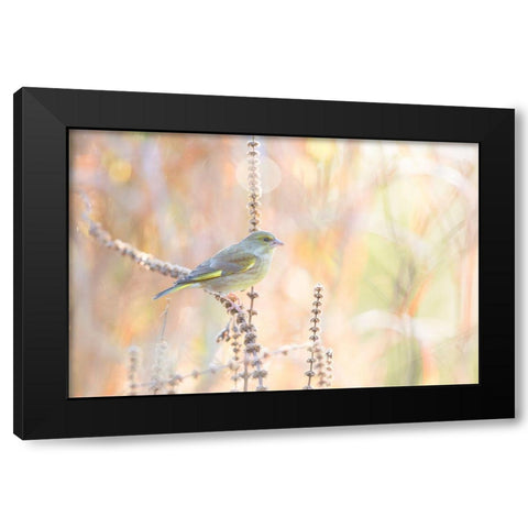 Green Finch Black Modern Wood Framed Art Print with Double Matting by Willaert, Erik