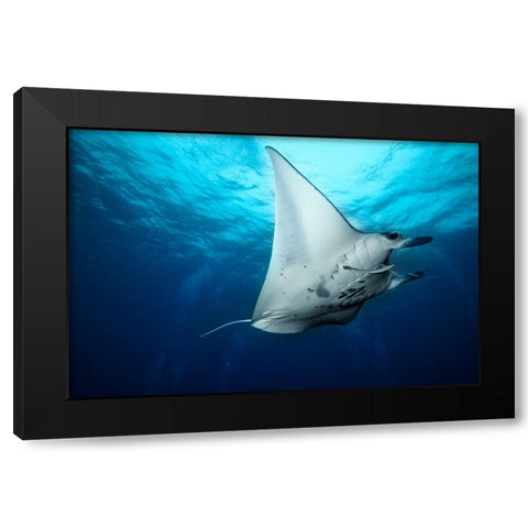 Manta Fly Black Modern Wood Framed Art Print with Double Matting by Marchegiani, Roberto
