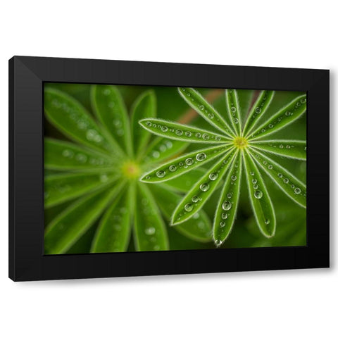 Pearly Lupine Black Modern Wood Framed Art Print with Double Matting by Raif, Joshua