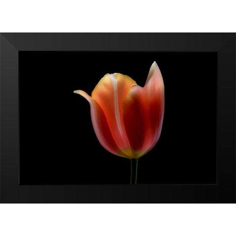 French Tulip Black Modern Wood Framed Art Print by Gronkjar, Lotte