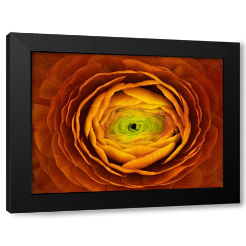 Ranunculus Asiaticus Black Modern Wood Framed Art Print by Mozqueda, Victor