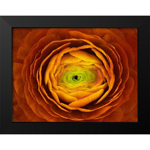 Ranunculus Asiaticus Black Modern Wood Framed Art Print by Mozqueda, Victor