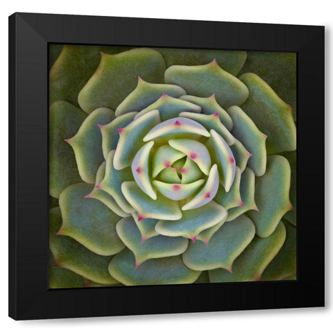 Echeveria Ben Badis Black Modern Wood Framed Art Print with Double Matting by Mozqueda, Victor
