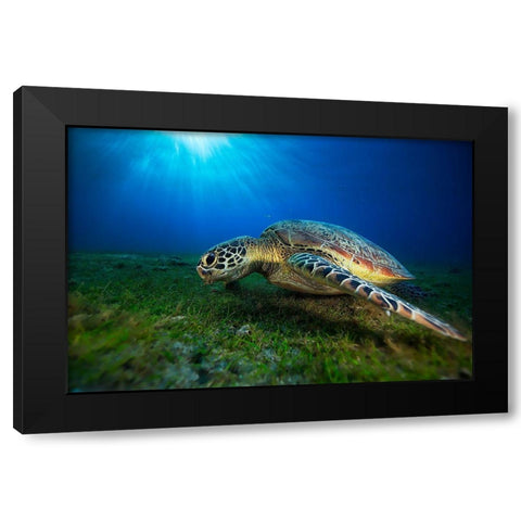 Green Turtle Black Modern Wood Framed Art Print with Double Matting by Gabriel, Barathieu