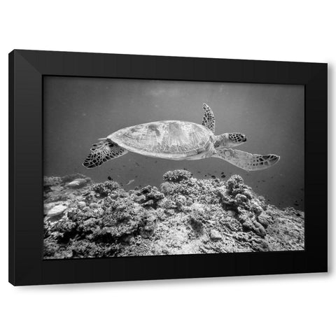 Sea Turtle At Sipadan Black Modern Wood Framed Art Print by Deng, Yumian