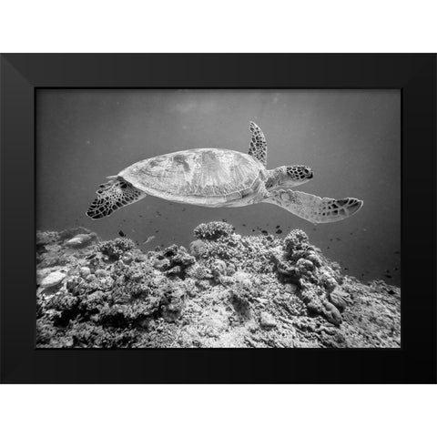 Sea Turtle At Sipadan Black Modern Wood Framed Art Print by Deng, Yumian