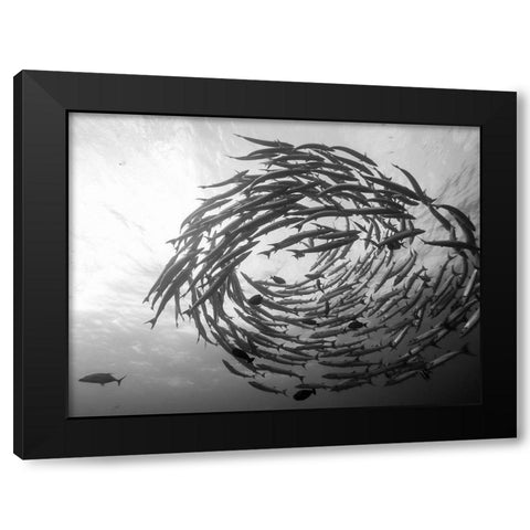 Barracuda Tornado Black Modern Wood Framed Art Print by Deng, Yumian