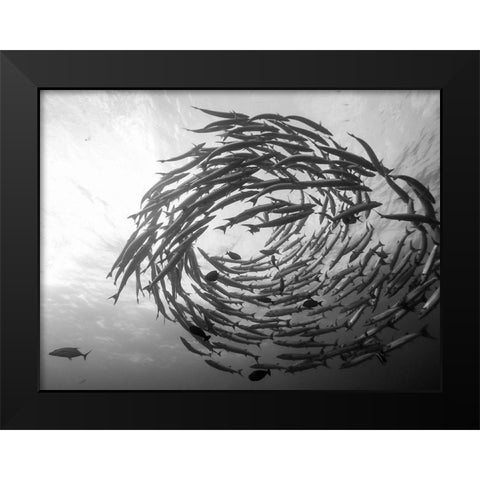 Barracuda Tornado Black Modern Wood Framed Art Print by Deng, Yumian