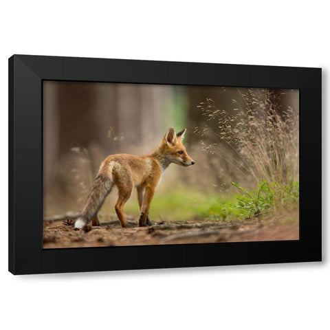 Red Fox Black Modern Wood Framed Art Print with Double Matting by Zygmunt, Milan