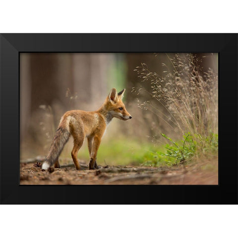 Red Fox Black Modern Wood Framed Art Print by Zygmunt, Milan