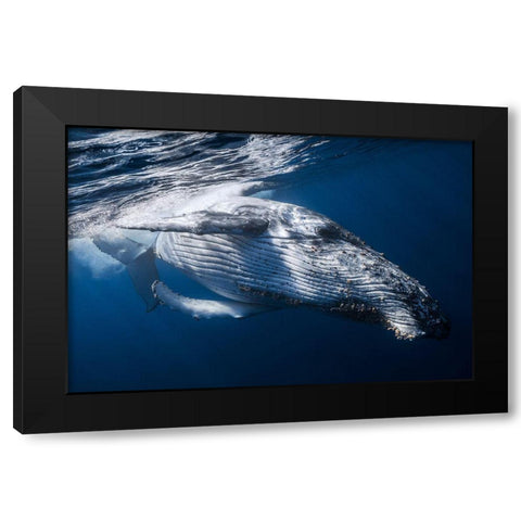 The Whale Black Modern Wood Framed Art Print by Gabriel, Barathieu