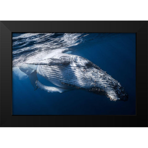 The Whale Black Modern Wood Framed Art Print by Gabriel, Barathieu