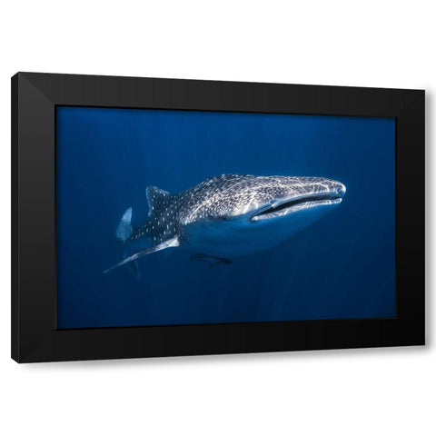 Whale Shark Black Modern Wood Framed Art Print with Double Matting by Gabriel, Barathieu