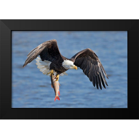 Bald Eagle Catching A Big Fish Black Modern Wood Framed Art Print by Zuo, Jun