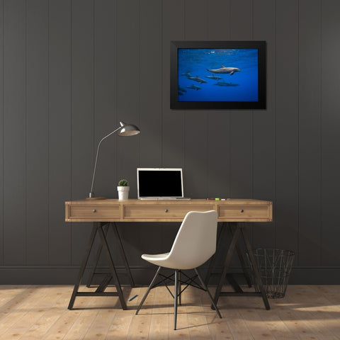 Dolphins Black Modern Wood Framed Art Print by Gabriel, Barathieu