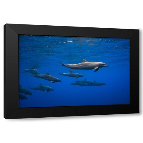 Dolphins Black Modern Wood Framed Art Print with Double Matting by Gabriel, Barathieu