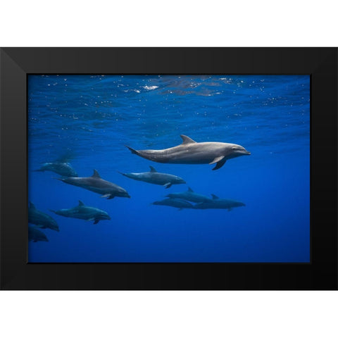 Dolphins Black Modern Wood Framed Art Print by Gabriel, Barathieu