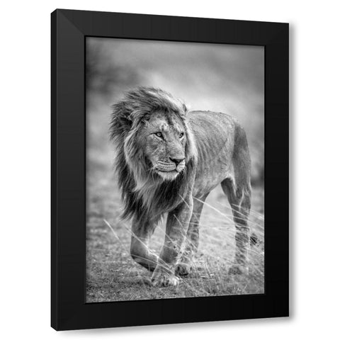 The Wary Champion Black Modern Wood Framed Art Print with Double Matting by C. Sink, Jeffrey