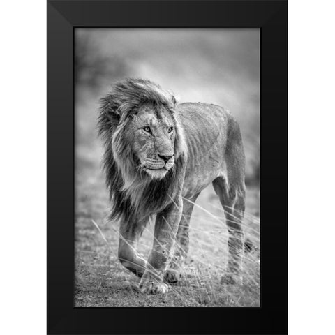 The Wary Champion Black Modern Wood Framed Art Print by C. Sink, Jeffrey