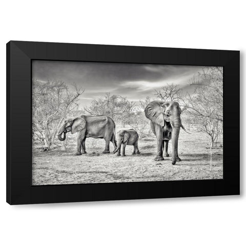 Dry Season (Bw) Black Modern Wood Framed Art Print with Double Matting by Flour, Piet