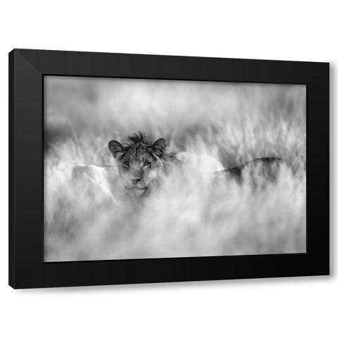 Subtle Mane Black Modern Wood Framed Art Print by Marx, Jaco