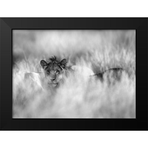 Subtle Mane Black Modern Wood Framed Art Print by Marx, Jaco