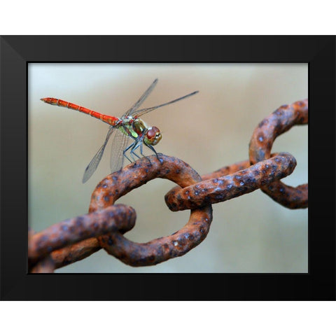 Rusty Black Modern Wood Framed Art Print by Hoffman, Jimmy