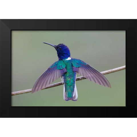 Swing Wing Black Modern Wood Framed Art Print by Cooper, Ray