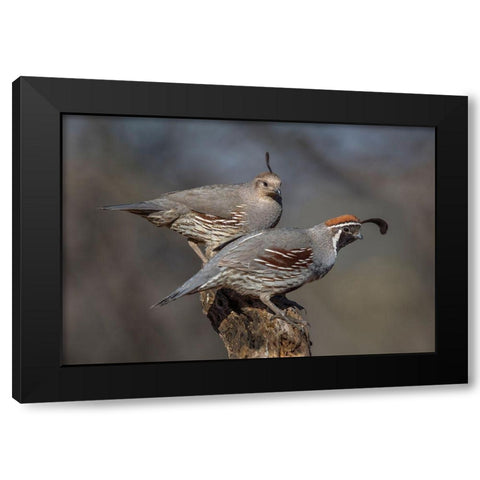 Honey-You Go First Black Modern Wood Framed Art Print with Double Matting by Barsh, Greg