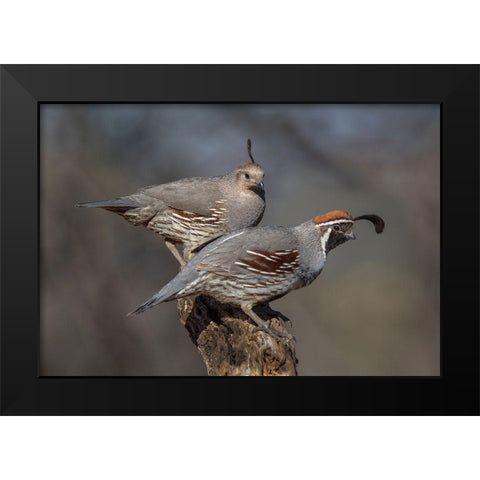 Honey-You Go First Black Modern Wood Framed Art Print by Barsh, Greg