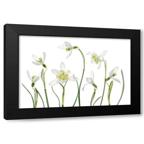 Spring Snowdrops Black Modern Wood Framed Art Print with Double Matting by Disher, Mandy